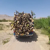 خرید برش انواع چوب|خدمات باغبانی و درختکاری|نهاوند, |دیوار