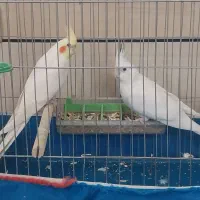 جفت عروس هلندی|پرنده|خمینی‌شهر, |دیوار