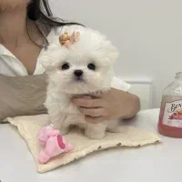 توله جیبی|سگ|اهواز, شهرک اکباتان|دیوار