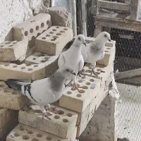 تعدادی کبوتر نمونه‌های عکس کلی و جزئی