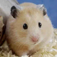 دنیای همستر در مرکز اصلی جوندگان.متن اگهی مهم است|موش و خرگوش|اصفهان, بهاران|دیوار