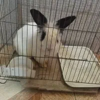 خرگوش لوپ|موش و خرگوش|اسلام‌شهر, مطهری|دیوار