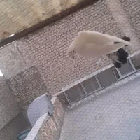 پرشی و خوش خال|پرنده|قم, آزادگان|دیوار