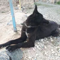 سگ مالینویز یک ساله نر معاوضه