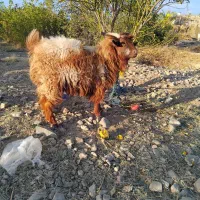 گوسفند نری  قیمت۸۳۰۰