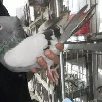 صرب کاغذی|پرنده|مسجد سلیمان, |دیوار