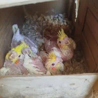 عروس هلندی سرلاکی و مولد آماده تخم