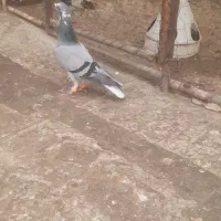 کبوتر صید به شرط|پرنده|بجنورد, |دیوار