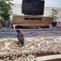 مرغ مینا