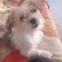 سگ شیتزو نر ۱ساله واگذاری|سگ|شهریار, اصیل آباد|دیوار