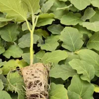 نشا گوجه فلفل بادمجان هندوانه خربزه ملون