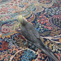 دستی وسخنگو|پرنده|ماهدشت, |دیوار