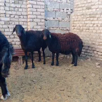 دو عدد کاور افشاری (بره میش گوسفند)