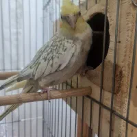 جفت عروس هلندی نر سخنگو|پرنده|هشتگرد, شهرک پامچال|دیوار