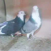 کبوتر جوجه و کهنه پرشی