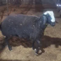 قوچ، بره قوچ|حیوانات مزرعه|اسفرورین, |دیوار