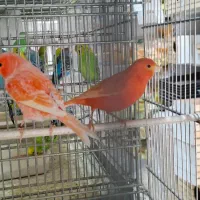 قناری رسمی و رد فکتور|پرنده|اندیشه, اندیشه فاز ۲|دیوار