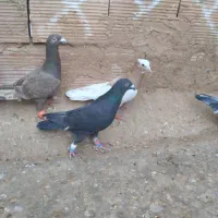 7تا پرشی|پرنده|نیشابور, فضل|دیوار