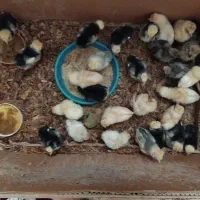 جوجه مرغ لهستانی و سلطان 35 روزه