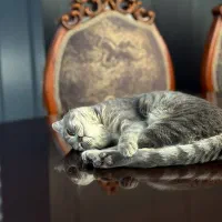 گربه اسکاتیش|گربه|محمدشهر, محمدشهر|دیوار