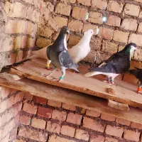 کفتر|پرنده|مشهد, كنويست|دیوار