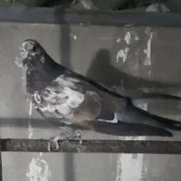 کفتر  گمشده