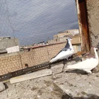 اصلی|پرنده|تهران, ترمینال جنوب|دیوار