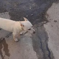 گمشده