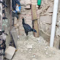 اسباب بازی بچه خروش|اسباب‌بازی بچه|ایرانشهر, |دیوار