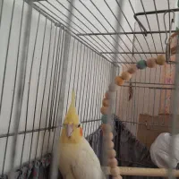 عروس هلندی لوتینو ماده و۳عددجوجه|پرنده|برخوار, |دیوار