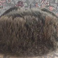 کلا پشمی روسی اصل