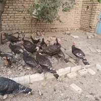 بوقلمون