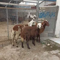 ۳رآس بره نر قزل افشار،جنس بالا مخصوص پروار