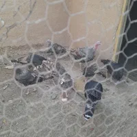 بوقلمون لری|حیوانات مزرعه|شهرضا, |دیوار