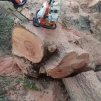 خرید چوب درخت وبرشکاری