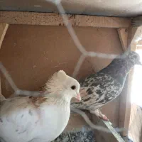 هما و سرکه ای دم سفید|پرنده|صباشهر, |دیوار