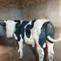 گوساله نر سمینتال گوشتی|حیوانات مزرعه|بستان آباد, |دیوار