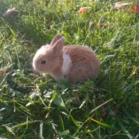 بچه‌خرگوش‌کوچولو