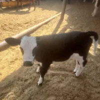 گوساله شیری ماده به فروش می‌رسد|حیوانات مزرعه|کوهدشت, |دیوار