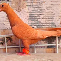 زردکرمونی،ساده سیاه،مخملی،سرور،سبزآلمانی