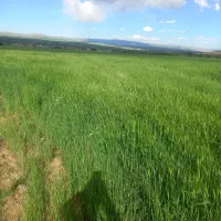 یونجه وعلف