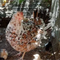 فروشی یکجا|حیوانات مزرعه|رفسنجان, |دیوار