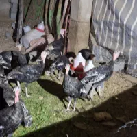 بوقلمون.