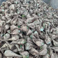 چغندر در شهرستان جوین