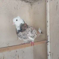 کبوتر تهرانی پرشی شازده سرور وسفید کاکولی  2 ماده