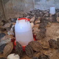 بلدرچین تخم گذار|حیوانات مزرعه|ورزنه, |دیوار