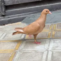 ماده زرد کرمونی|پرنده|تربتحیدریه, داروپخش|دیوار