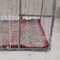 کبوتر پرشی تهرانی