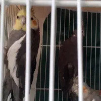 عروس هلندی سیامون بالغ ۶تا|پرنده|مشهد, شهرک لشکر (شهرک غرب)|دیوار