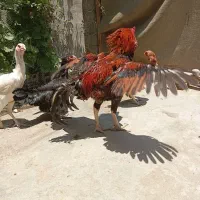 جوجه بوقلمون و بوقلمون نر و مرغ و خروس لاری